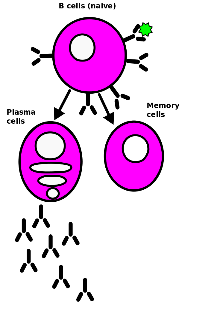 Basics of Biosensing BCells and antibodies