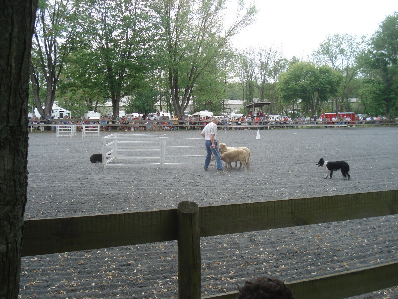 Bing & Sandy Maryland Sheep and Wool Festival