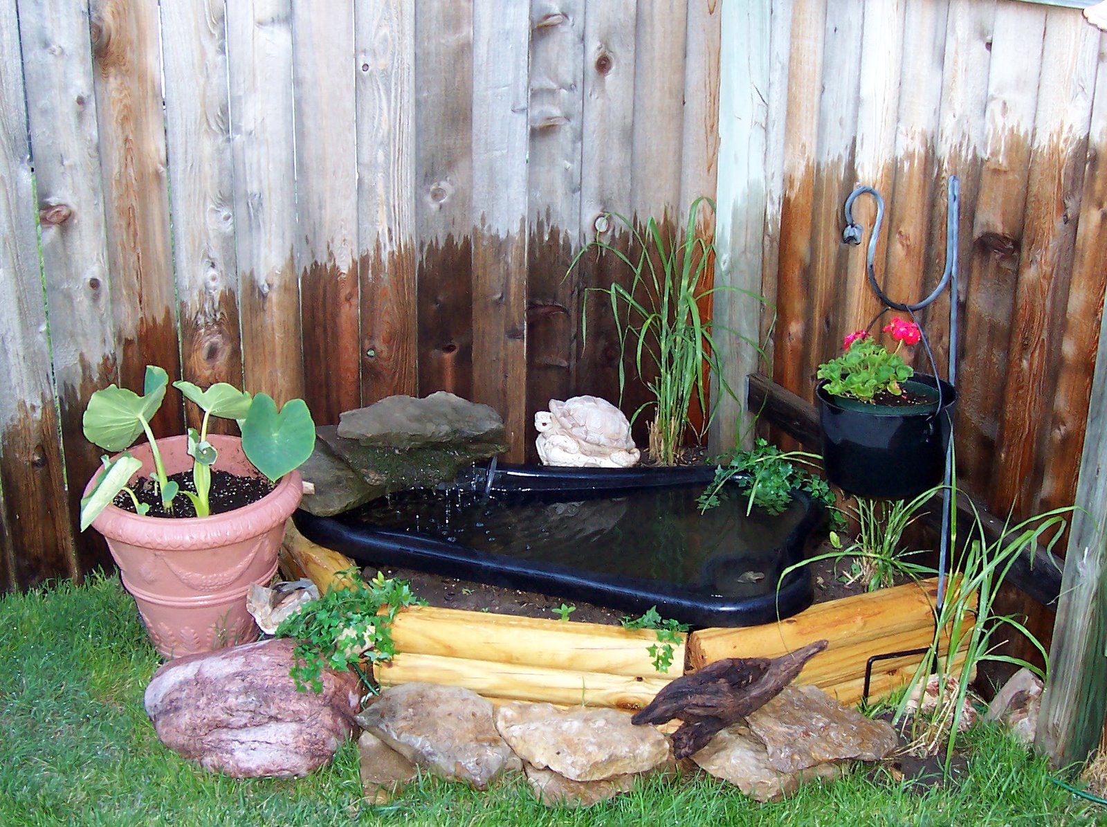 fishless cycling koi pond