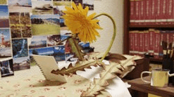 [dandelion_sister.gif]