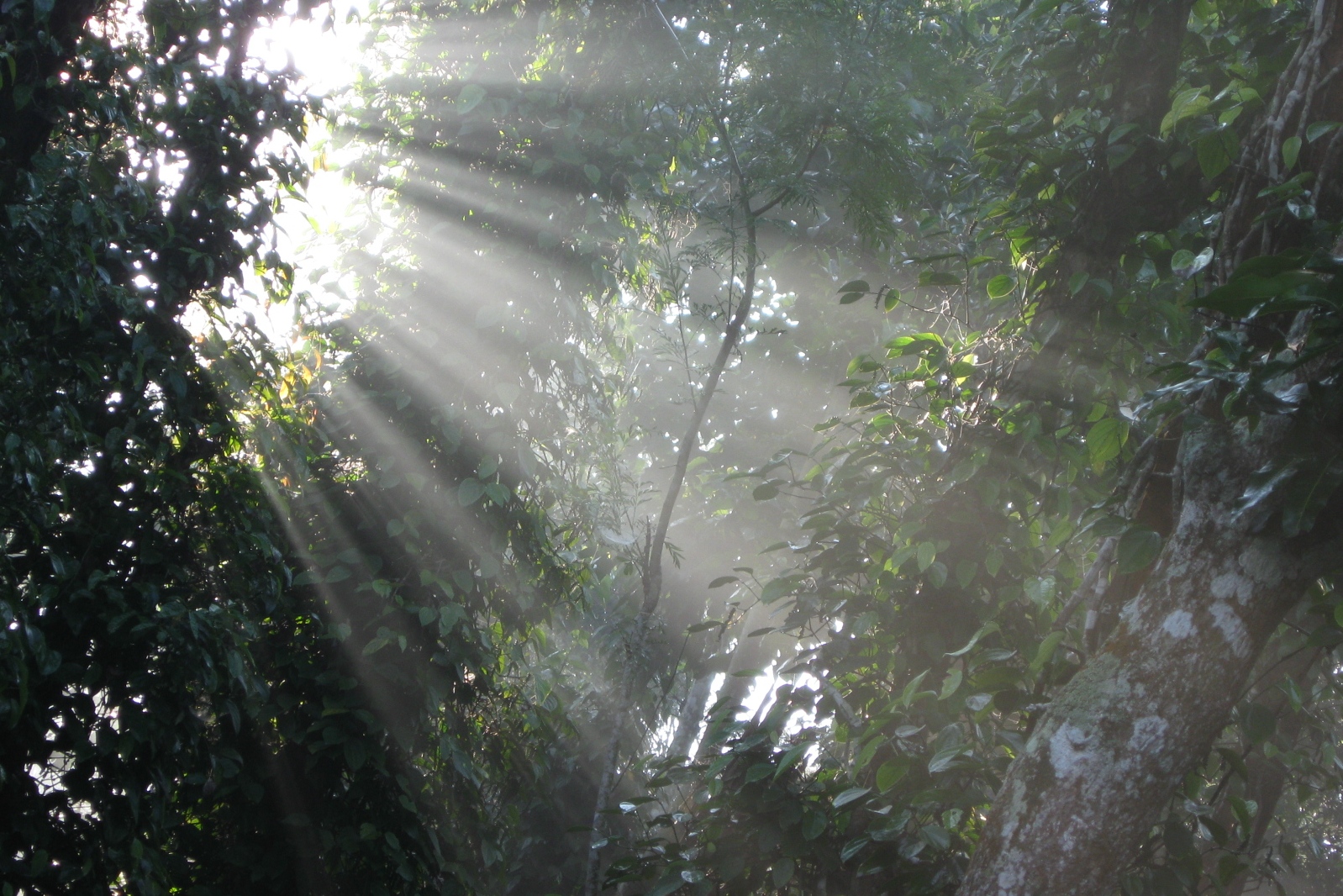 The Dawn Love About.....MENDAL2