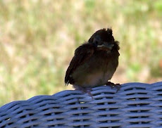 A Baby Cardinal