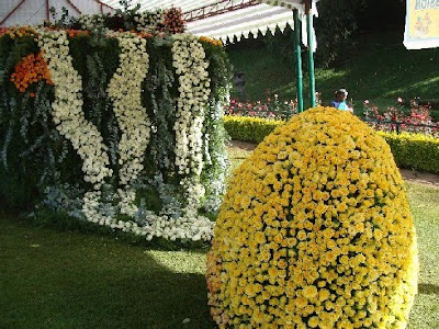 Rose show at Ooty photos