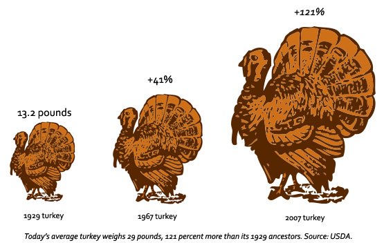 [turkey.jpg]