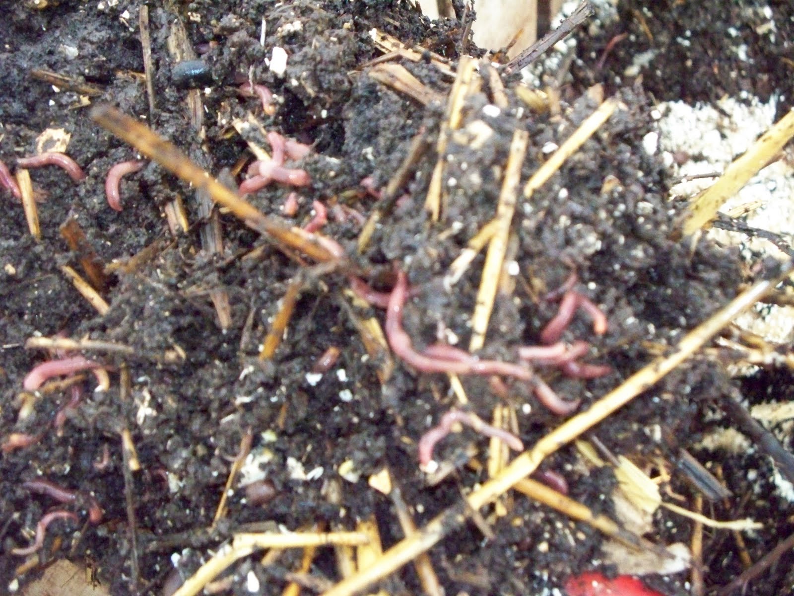 Homegrown Produce/Face Of The Earth Seed Early Winter