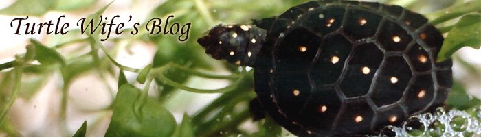 Turtle Wife's Blog