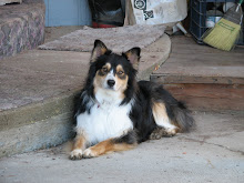 Our Dog