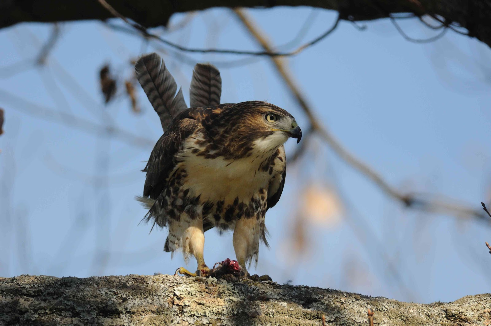 KRNaturalPhoto: Sperr Park Hawk