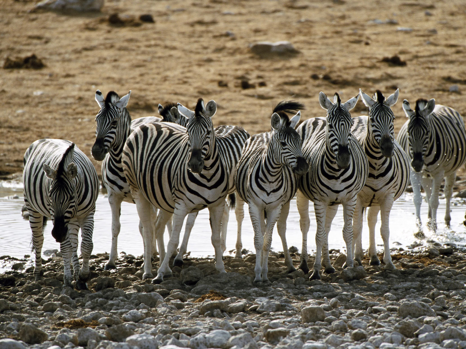 Animals Wallpapers:Download Wallpaper