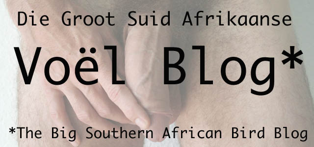Die Groot Suid Afrikaanse Voël Blog