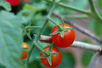 My grape tomato plants. Photo by S.Dever, 08/07. All rights reserved.