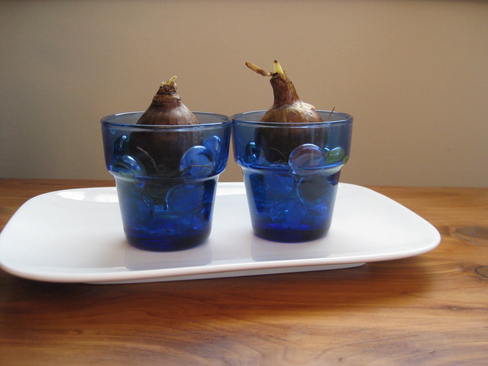 The Wonder Years Forcing Bulbs