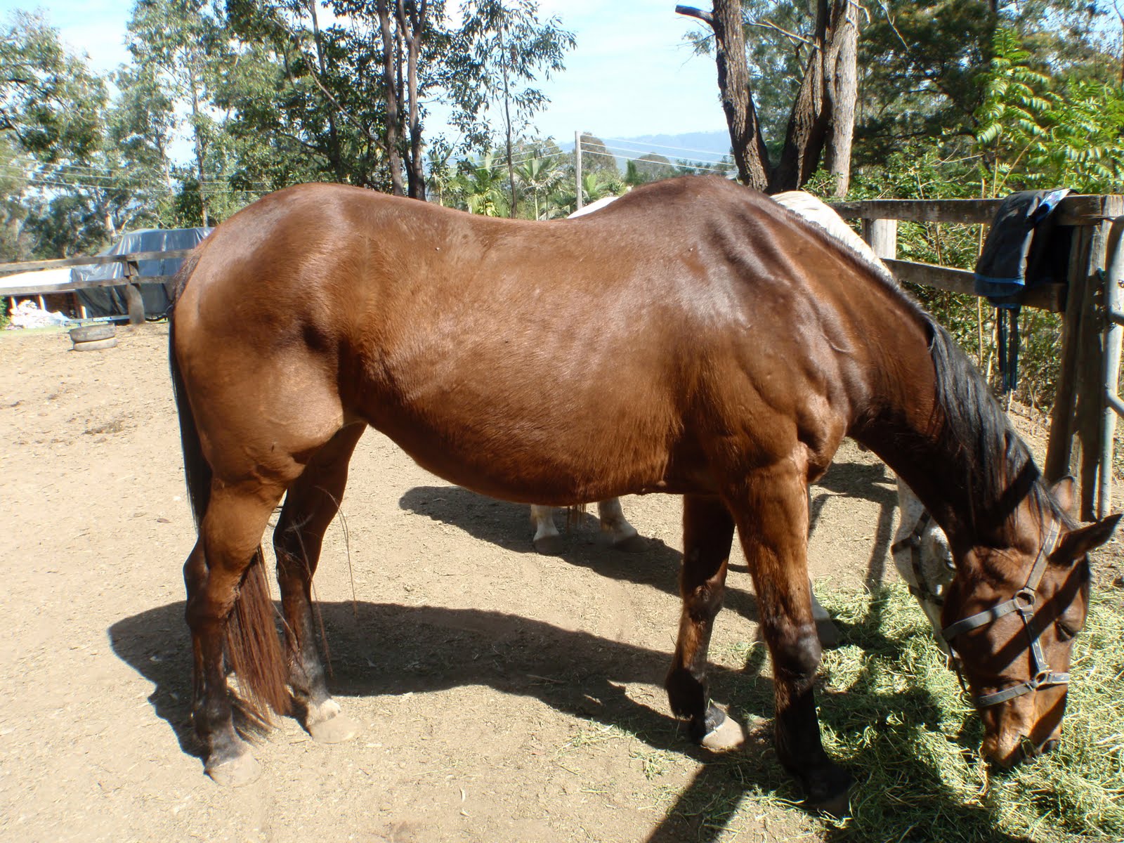Save a Horse Australia Horse Rescue and Sanctuary Three New Horses For