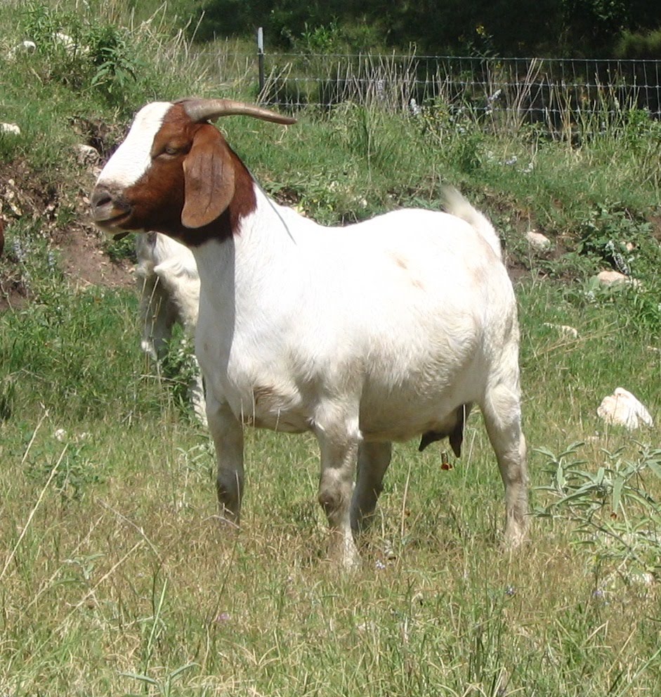 Vet medicine animal blog Common Diseases Of Goats vet-medicine-animal-blog-common-diseases-of-goats