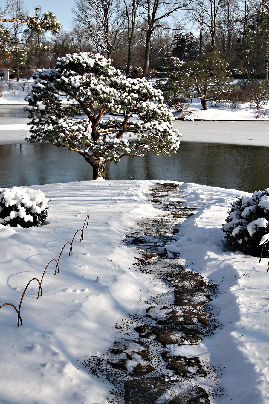[jg_black+pines+in+snow+with+blue+sky_2010_spra_007.jpg]