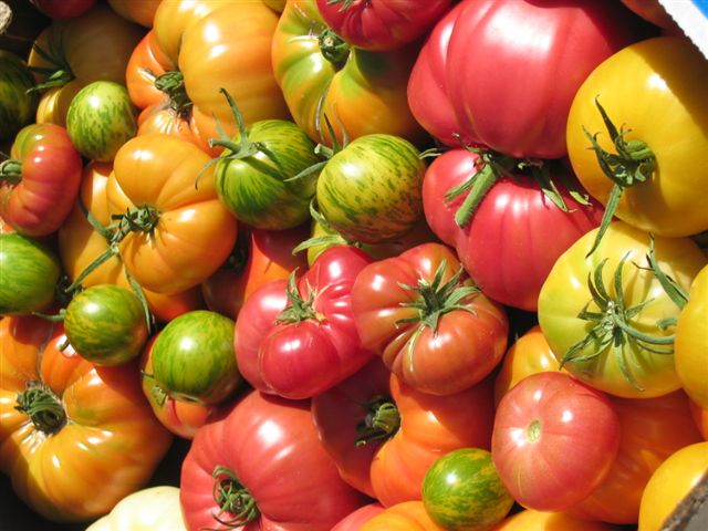[Tomatoes..jpg]