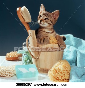 [cat-domestic-cat-kitten_~30085297[1].jpg]