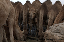 The life of a camel