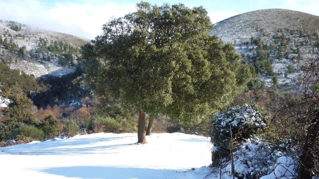 [neve+singral-4.JPG]