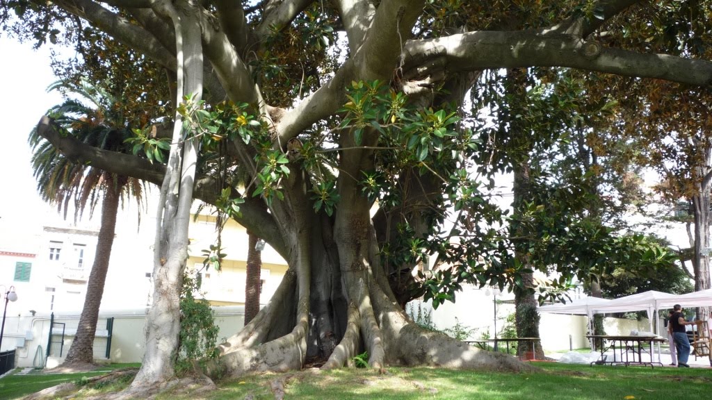 [Árvore+E.CHINA.JPG]