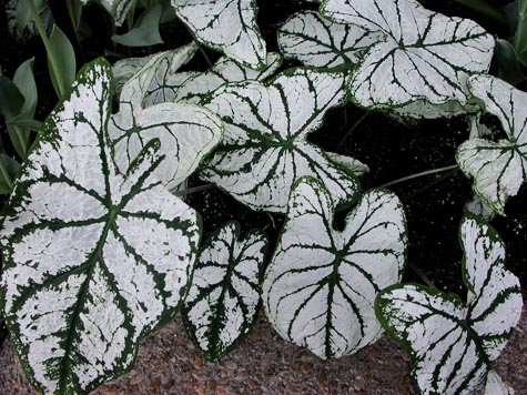 [2178408116_1c3c483674_o.jpg]