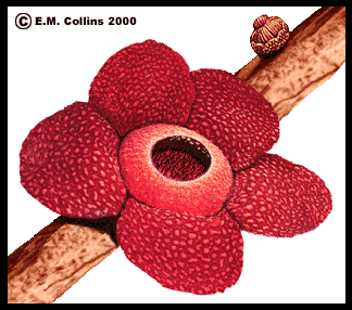 Paling Populer 30 Bunga Raflesia Di Gambar Menggunakan Pensil Galeri Bunga Hd