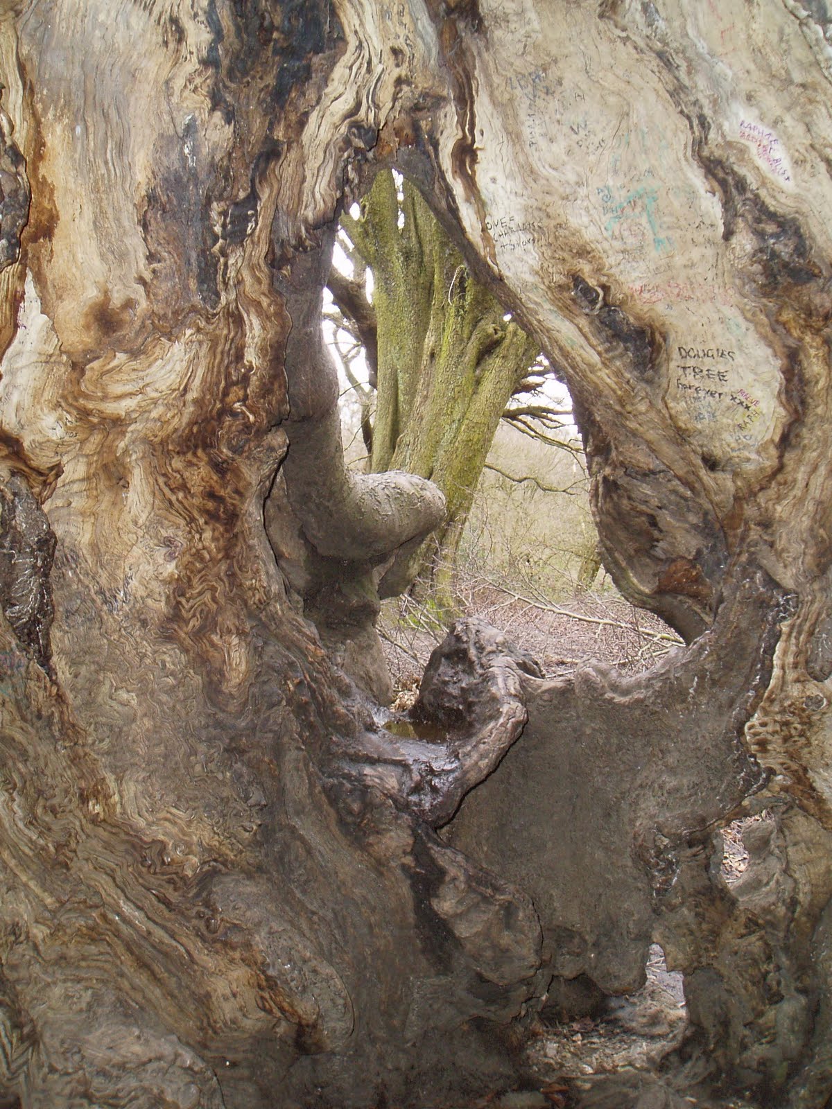 Inky Fool Children Inside Trees