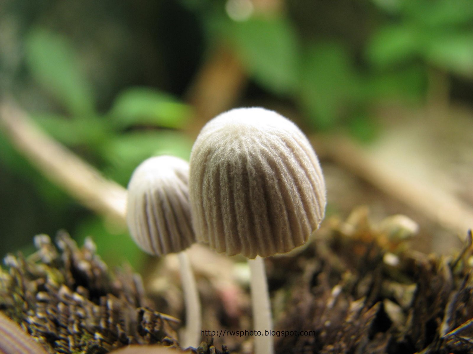 [umbrella_mushrooms.jpg]