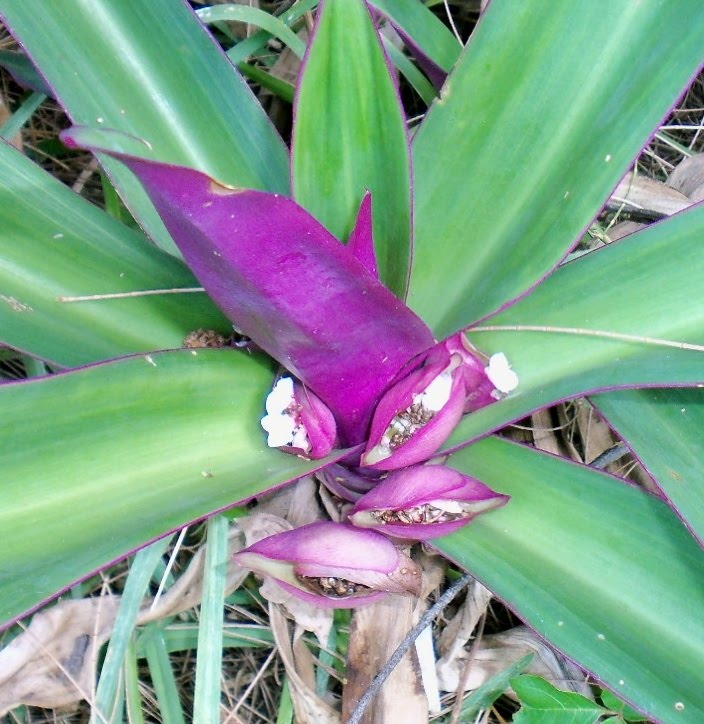 Southwest Florida Shoreline Studies Oyster Plant