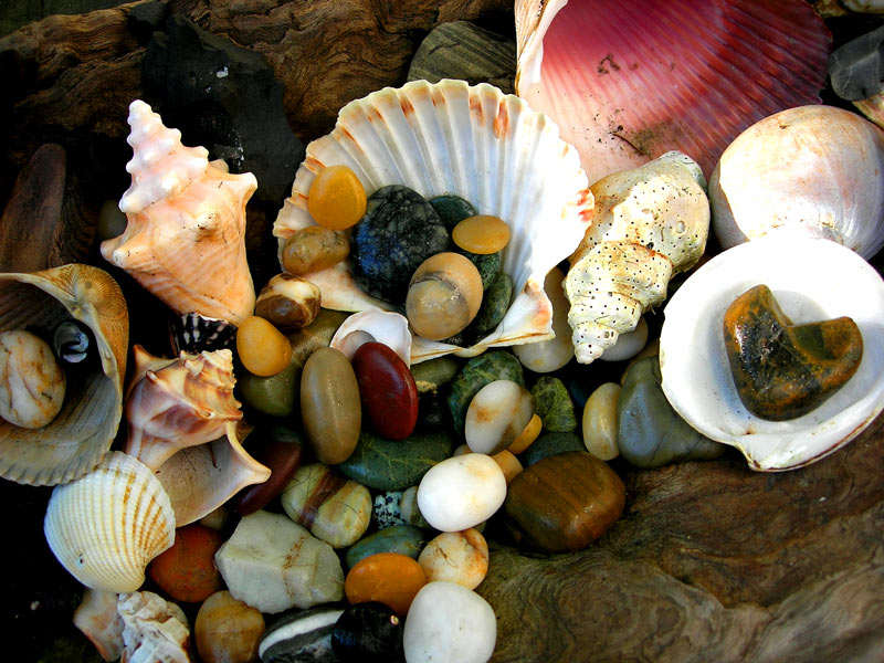 p e e z p i x: Shell Still Life