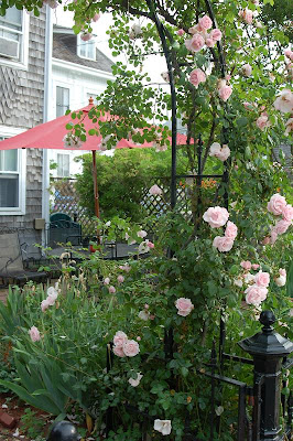 Roses in Provincetown MA Photo taken by Tim