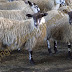 Ewe Sheep Stools