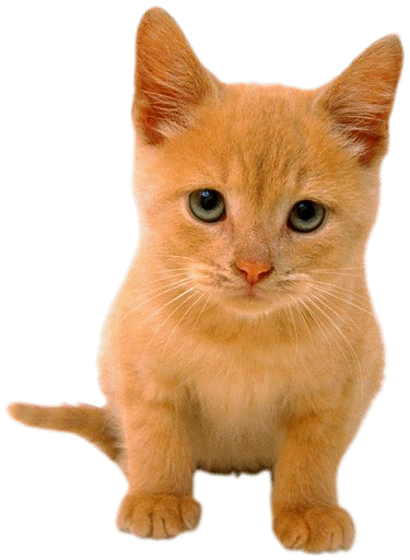 Bright Sun That Shines High