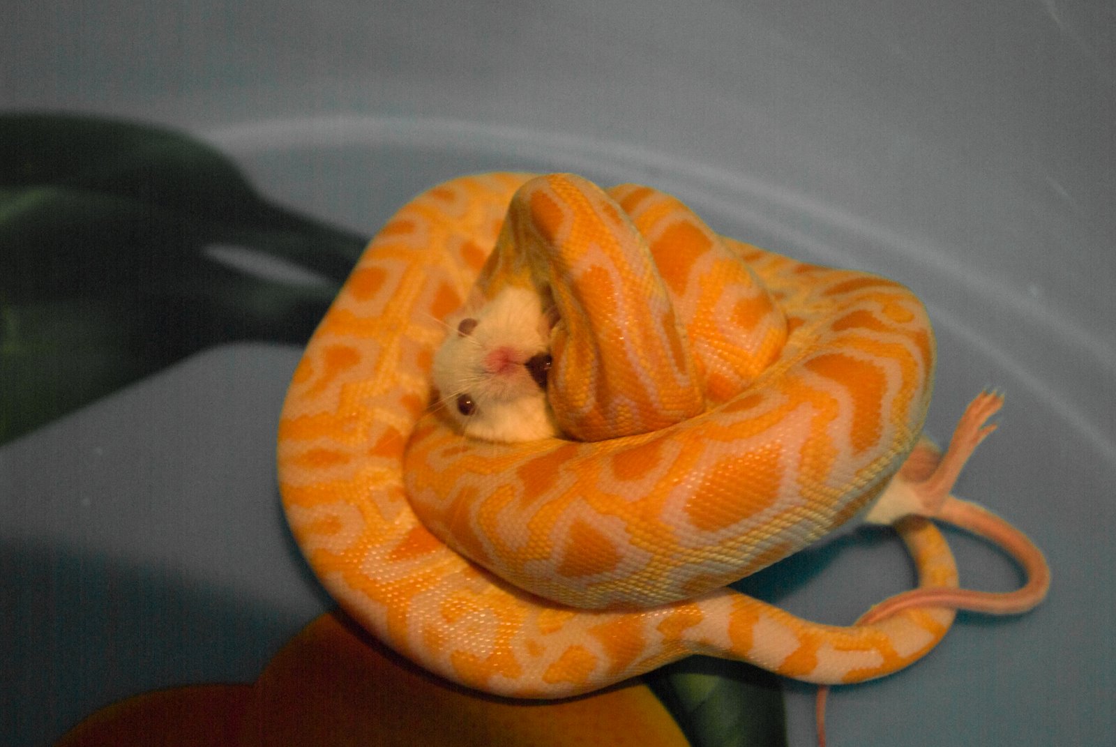 [serpiente-10.jpg]