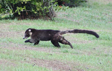 Coatí