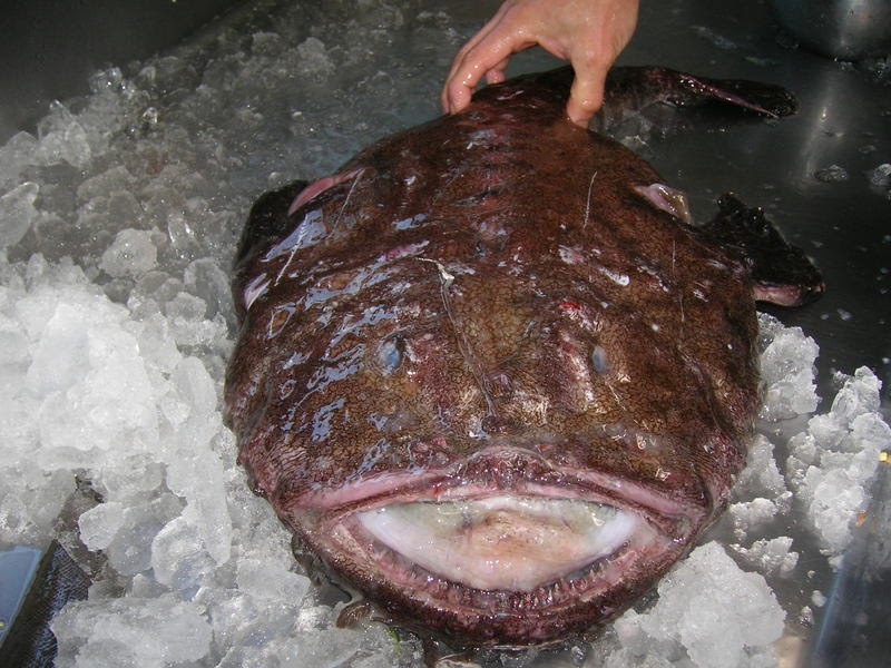 «морской монах» (геснер, 1598). Erilepis zonifer. рыба монах. рыба монах. рыба монах.