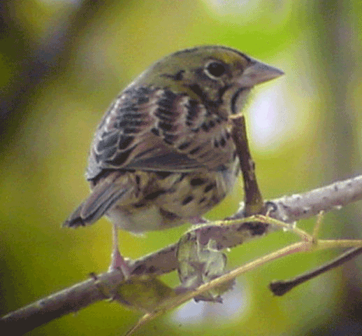 [Henslows-Sparrow-Tim-Fennel.gif]