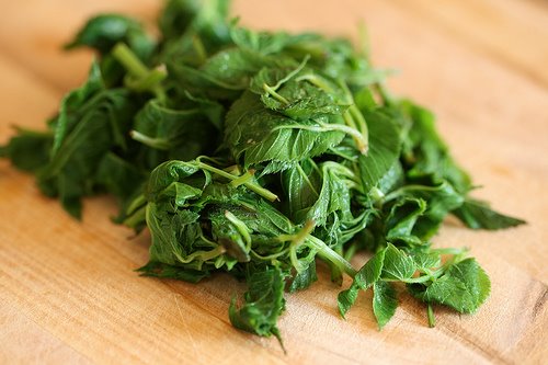 [GroundElderNAMINAMI.jpg]