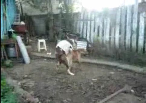 vidio kucing kawin ~ Foto Kucing