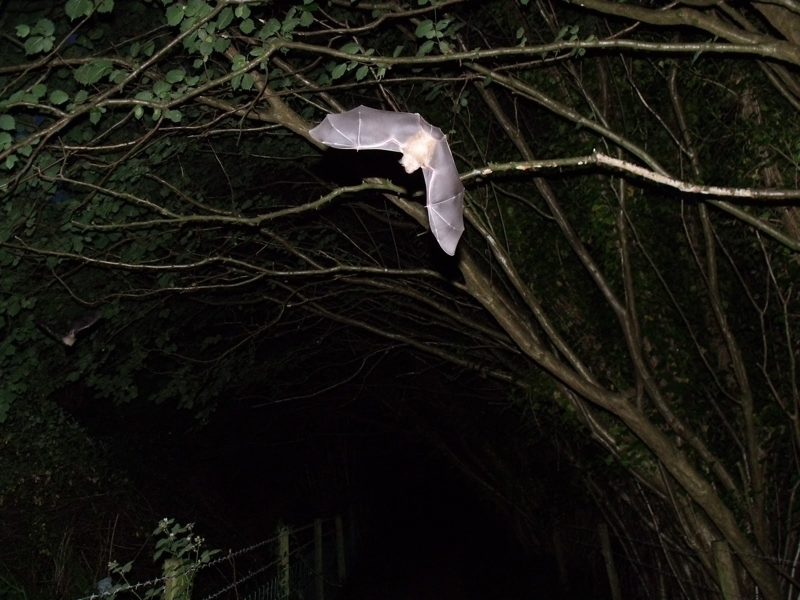 Space God Night Photography