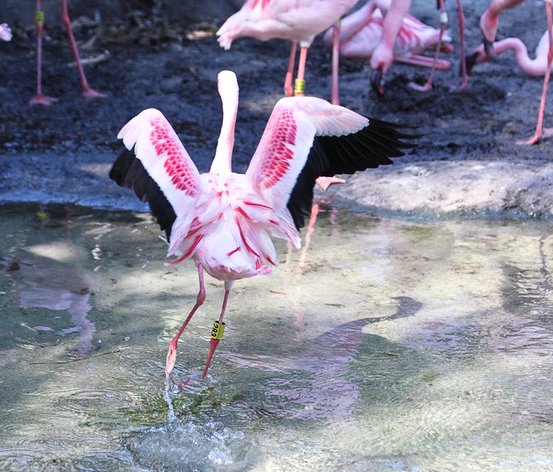 flamingo dance studio flamingo dance studio