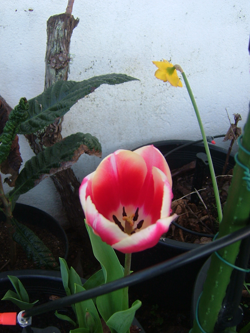 [floresMarço09+001.jpg]