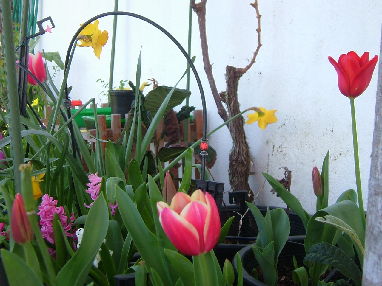 [floresMarço09+005.jpg]