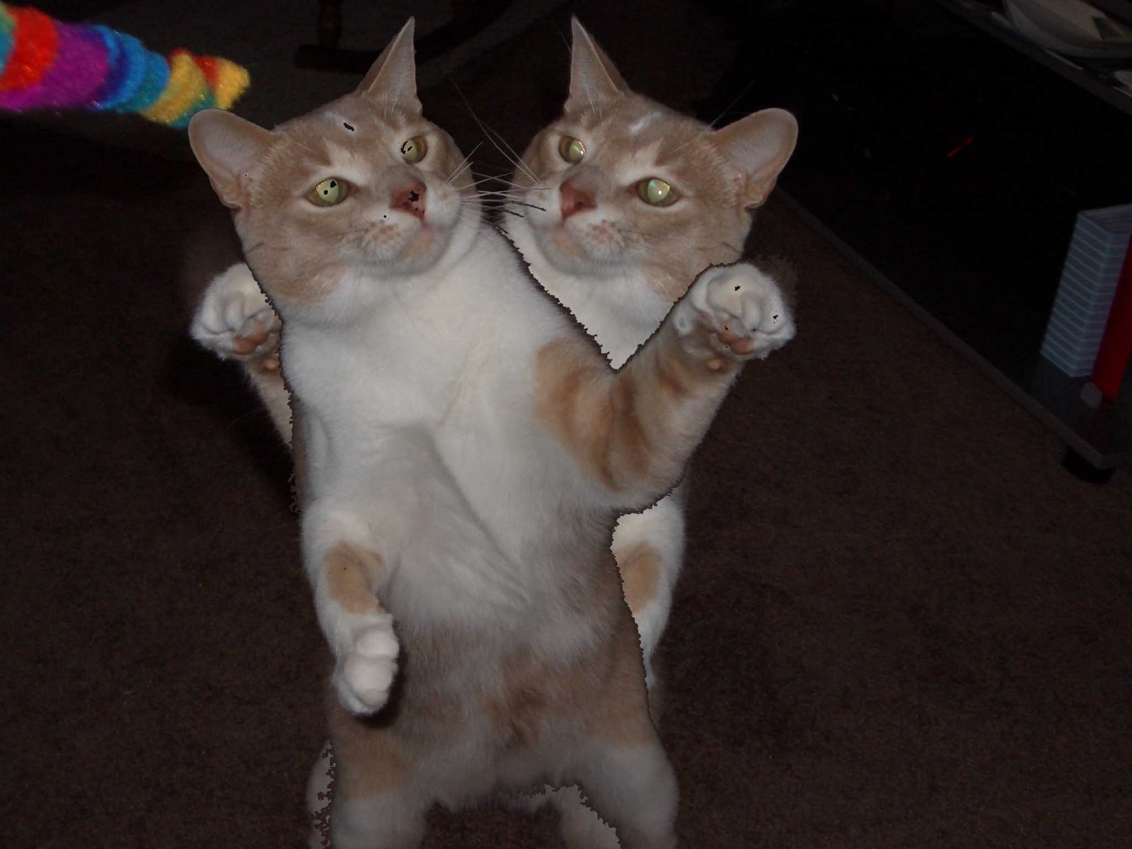 Cat Getting Beaten Up Cat Getting Beaten Up