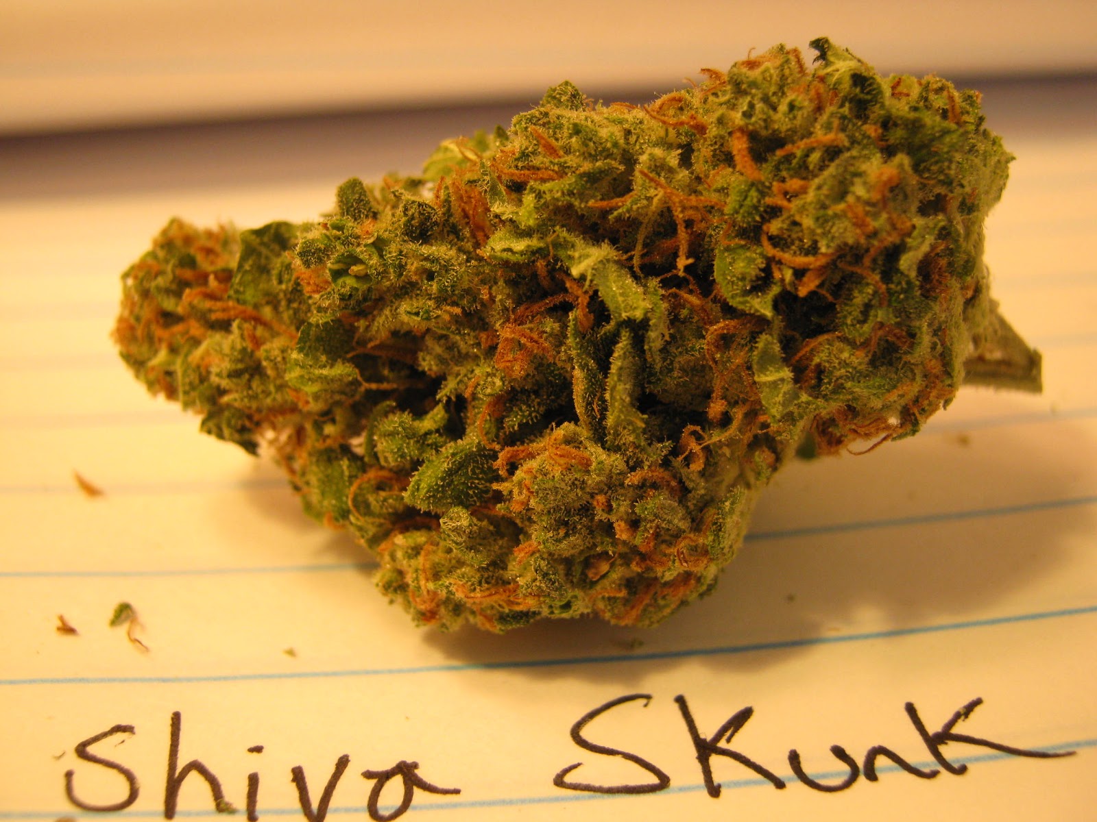 Shiva Skunk Strain Info.