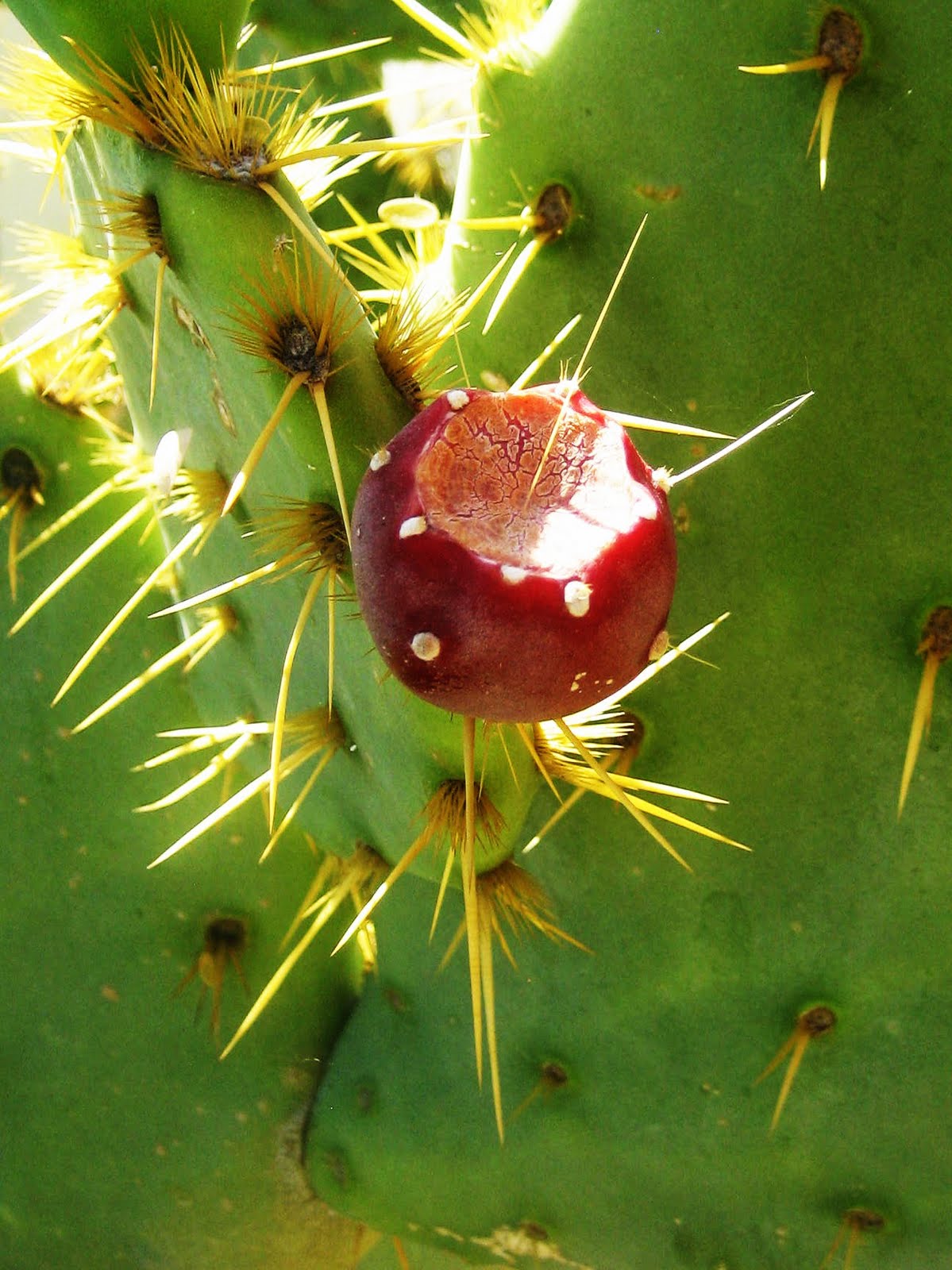 cactus peeling machine/barbary fig peeler machine