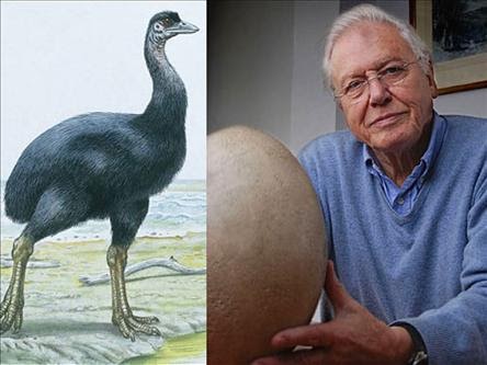 Yumurtalari Yuzunden Nesli Tukenen Hayvan Fil Kusu Buluntular