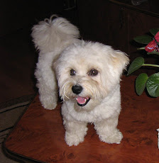 Oscar - my dog