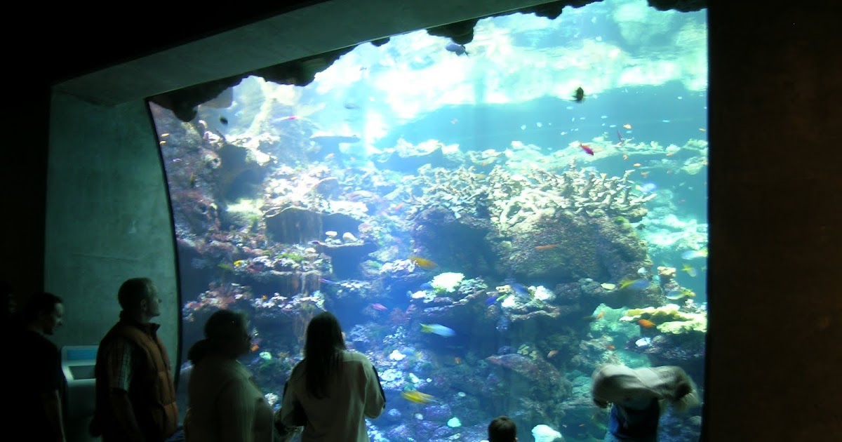 Frisco Kids See the Sea 3 Bay Area Aquariums Worth the Trip