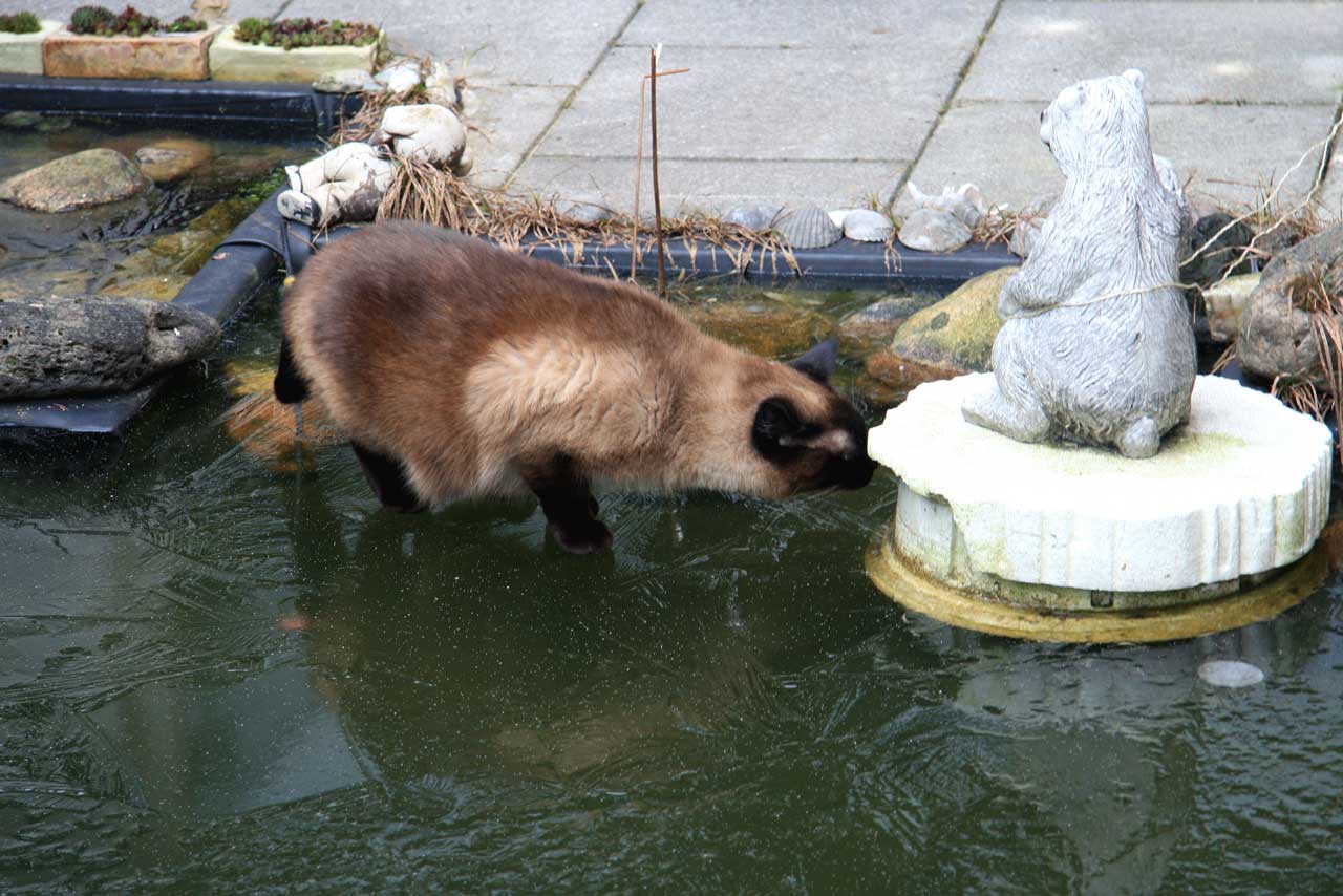 Nepeta cataria Gedanken aus dem Katzengarten übers Wasser gehen